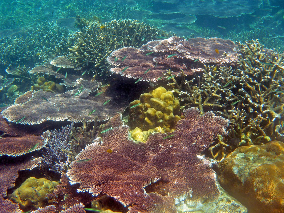 Coral Island - The Best Snorkeling in Malaysia - Vagabond Disposition