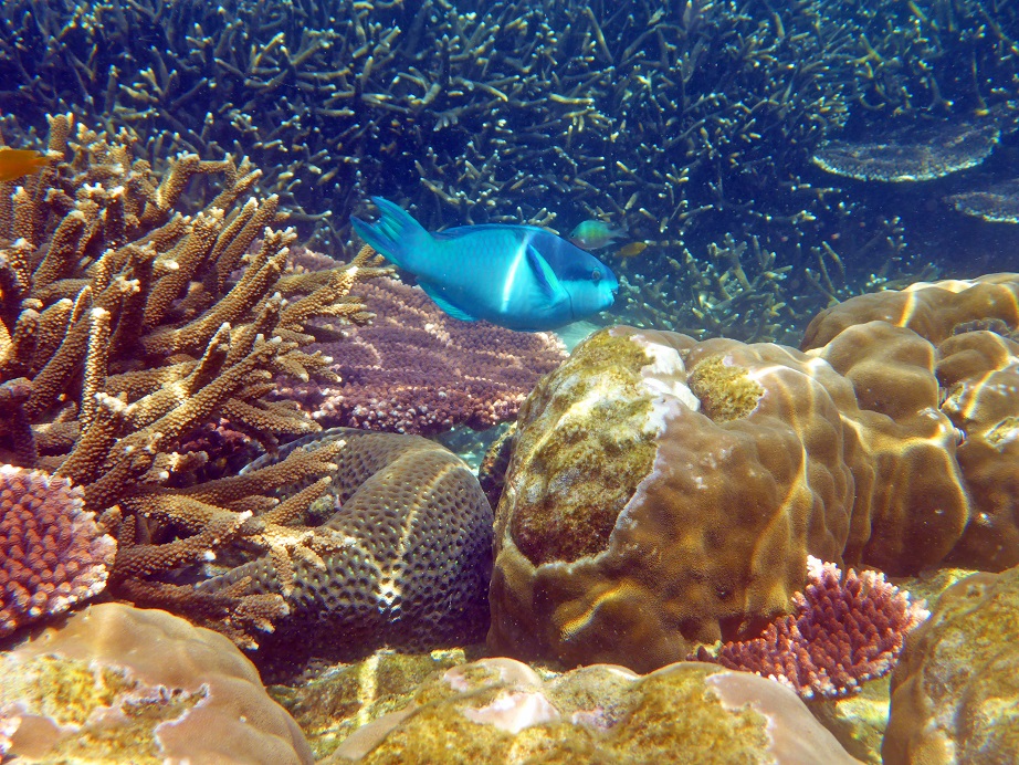 Coral Island The Best Snorkeling In Malaysia Vagabond Disposition