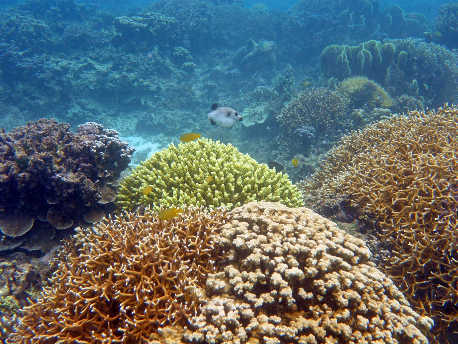 Snorkeling Siquijor Philippines - Vagabond Disposition